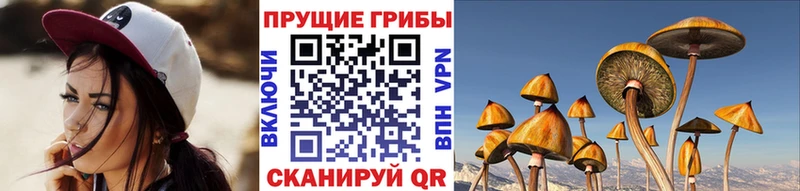 Галлюциногенные грибы Cubensis  Купить закладки  Зеленогорск 